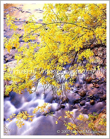 450474---Golden foliage hanging over some rapids of the Virgin River, Utah